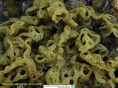 algae in tagalog|Algae (hydroclathrus Clathratus) in Tagalog.